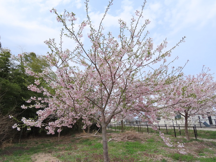 7 成長の桜