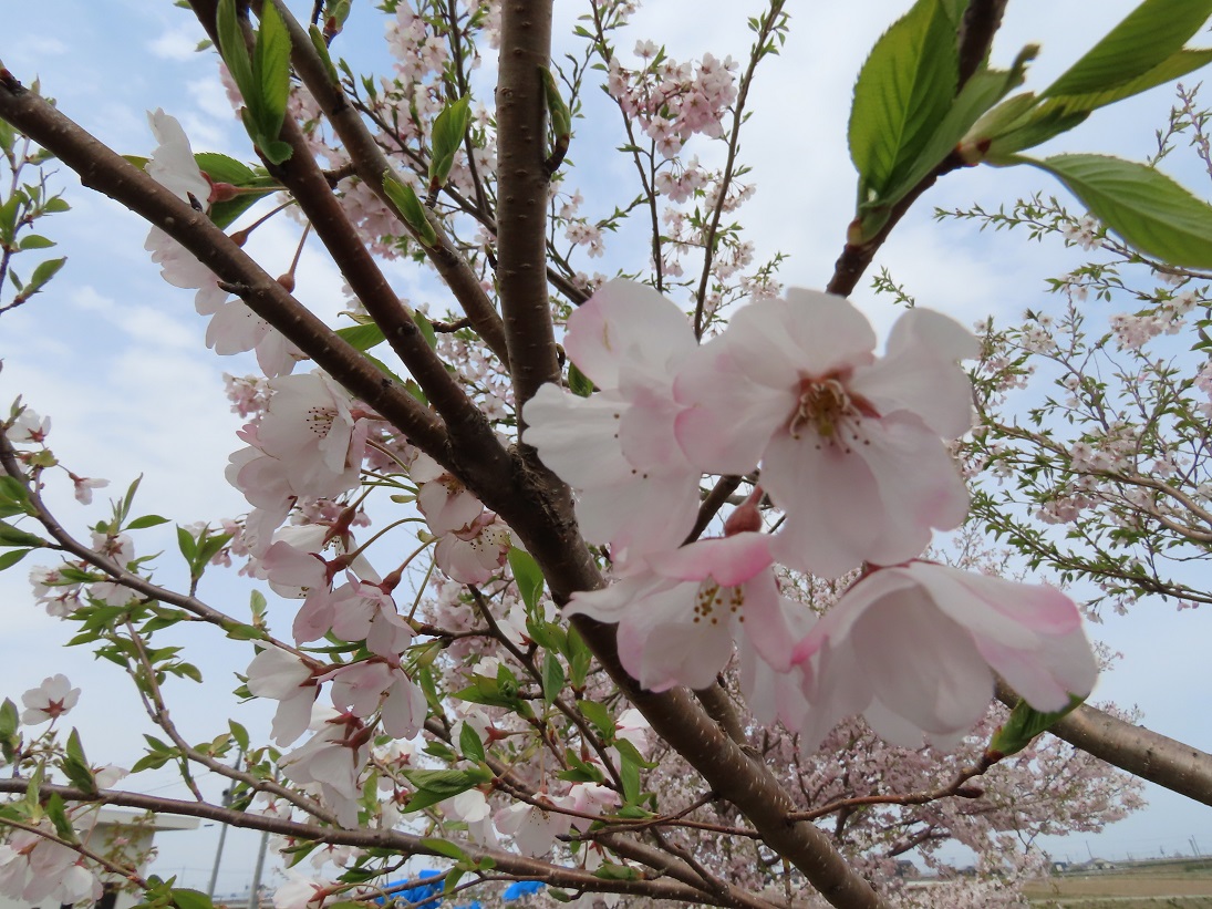 9 満開の桜